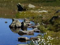 Wollgrasfeld und Felsblöcke am Herzsee